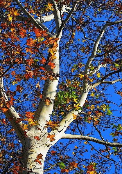 Platanus in autumn