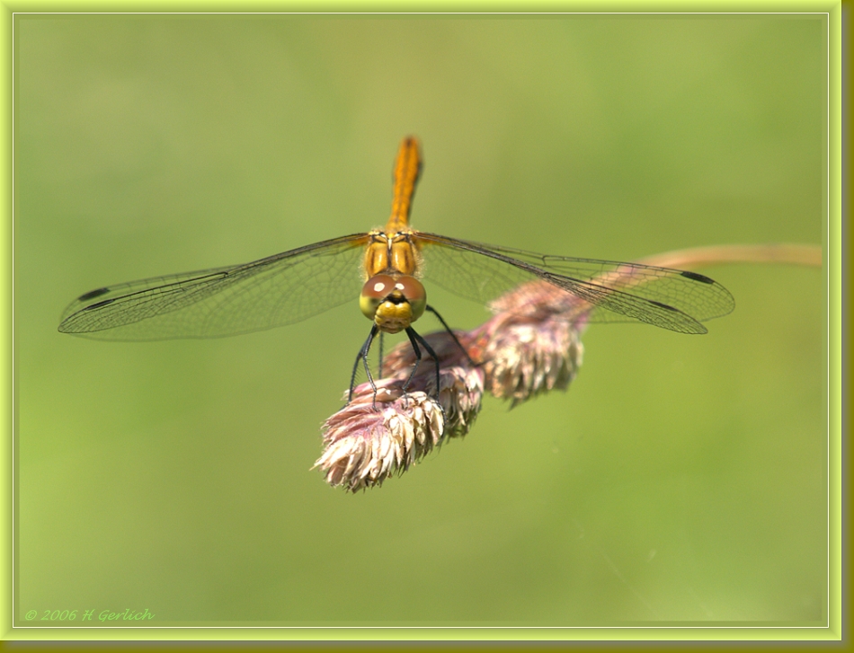 Young Dragonfly