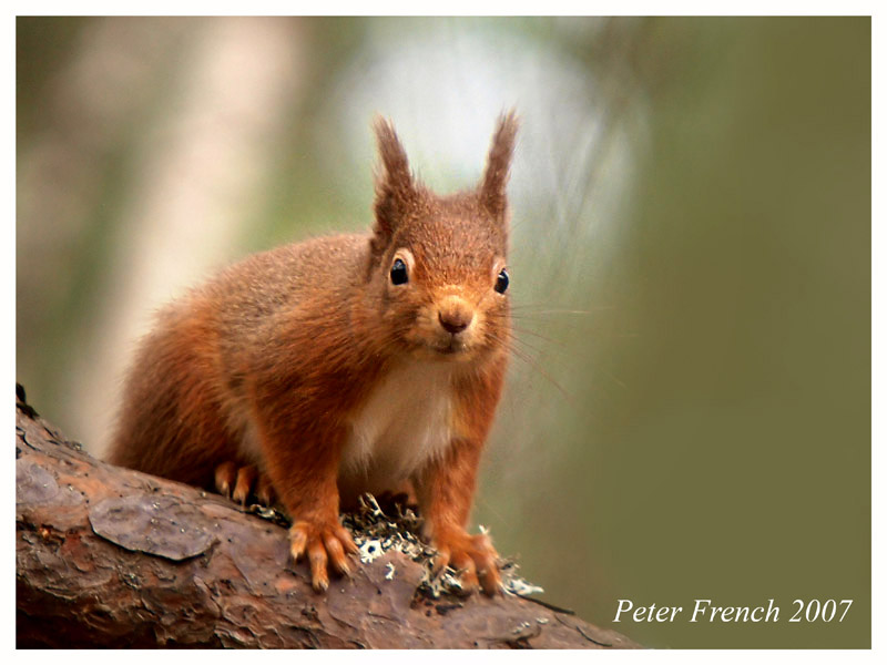 Red Squirrel (2)