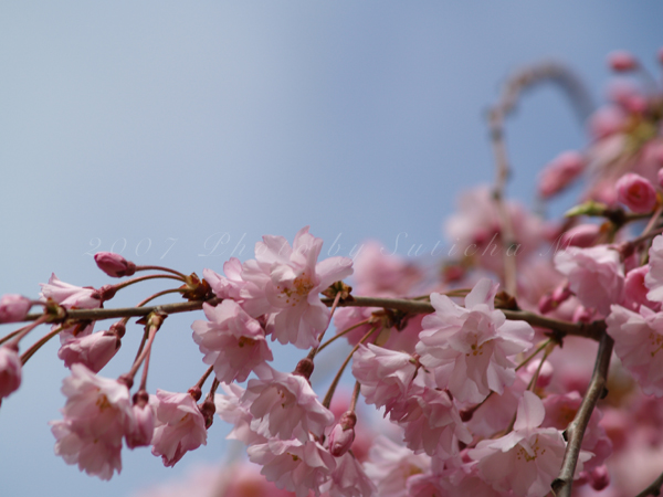 Cherry Blossom, DC (2)