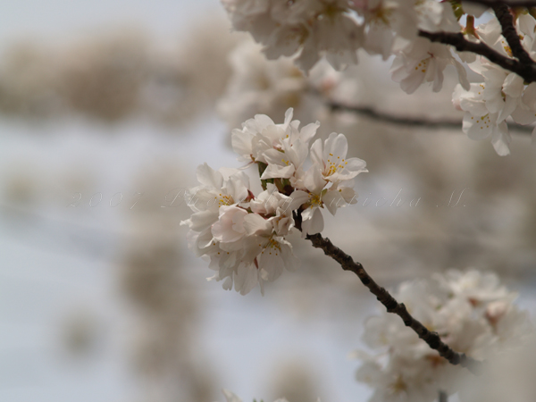 Cherry Blossom, DC (3)