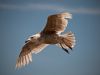 Seagull at Des Moines Marina 2 by Greg Mennegar
