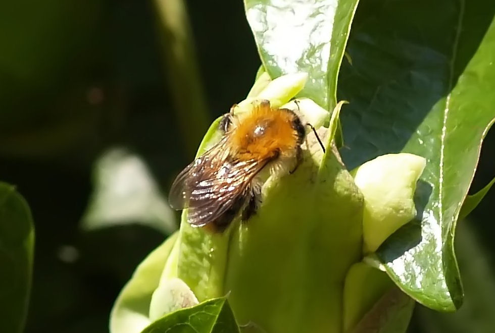 Honeybee are sunning