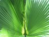 Palm Leaf by Mitsumi Yoshimoto