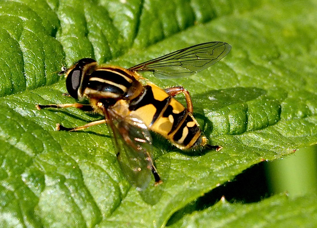 Hover Fly (male)