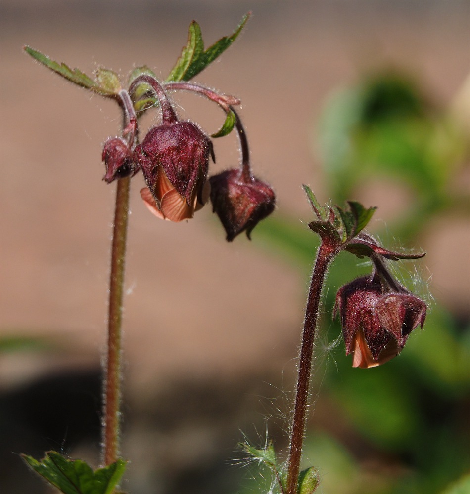 Water Avens - 2