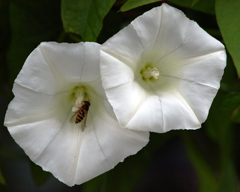 Convolvulus and Hoverfly