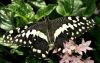Papilio Cresphontes by Rina Kupfer