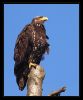 Juvenile Bald Eagle by Michael Wollen