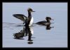 2 Ducks by Michael Wollen
