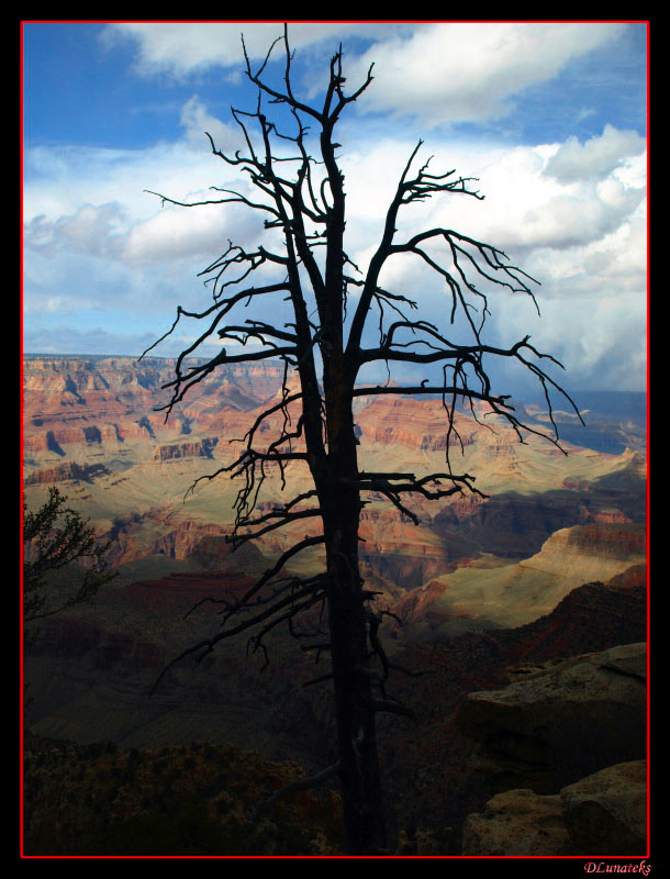 Dead Tree in the Canyon