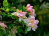 Apple Blossom in the rain by Stephen Bentley