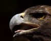 Golden Eagle head by Chris Galbraith