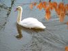 Swan in Winter by Tom Daniel