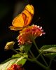 Butterfly by David Johnson