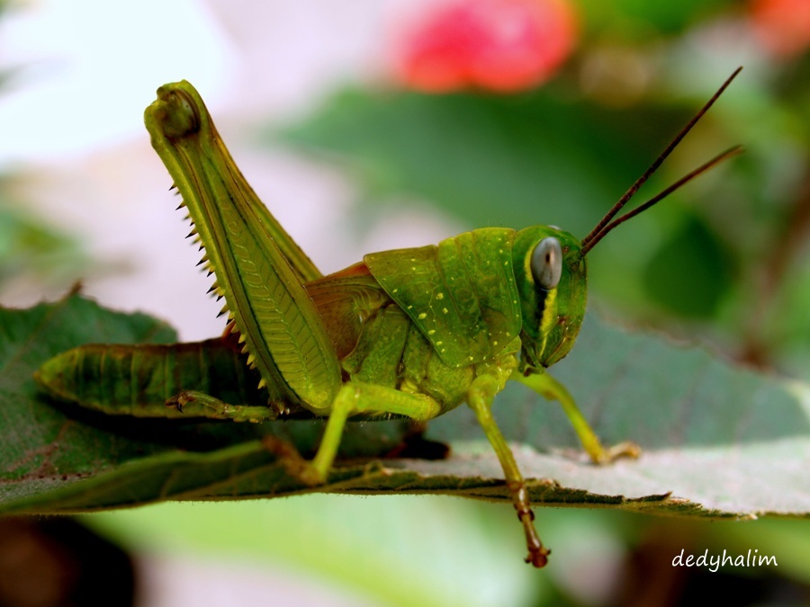 Lonely Grasshoper