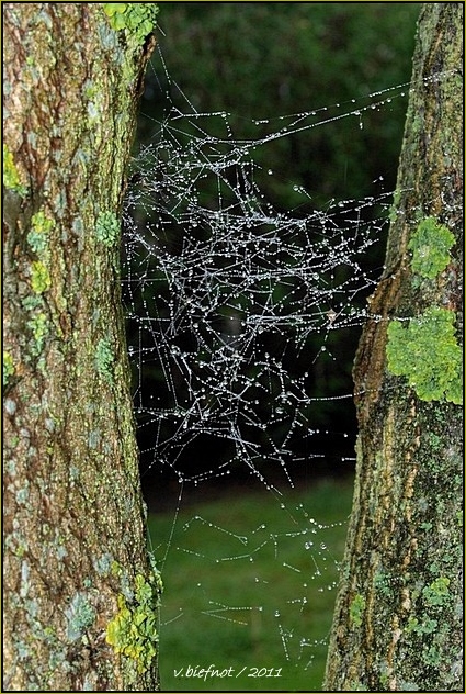 Spiderweb...