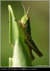grasshopper-3 by juliette gribnau