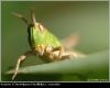 grasshopper-2 by juliette gribnau