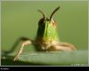 grasshopper by juliette gribnau