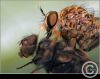 robberfly with prey by juliette gribnau