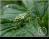 Wet Green Bug by juliette gribnau