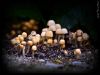 Mini-mushroom family by Cassius Klay
