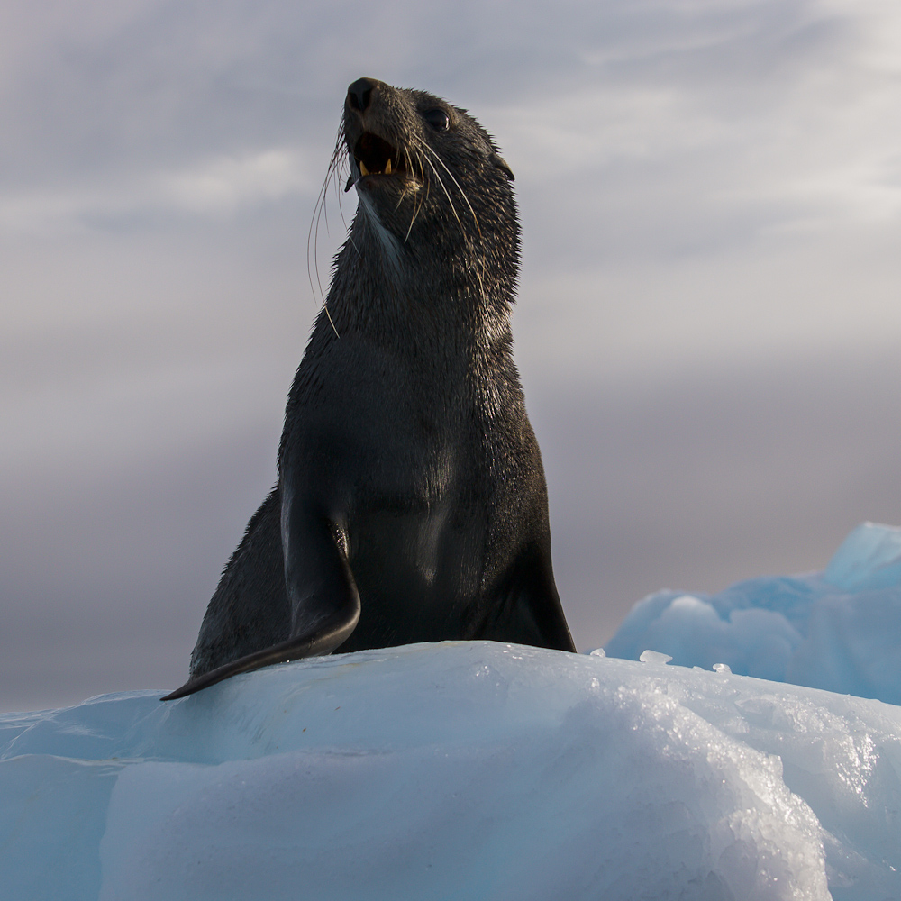 Fur Seal on the ice