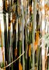 Bamboo on U of F Campus by paul missall