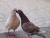 Lovebirds by paul missall