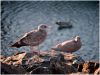 Seagulls by dee vee