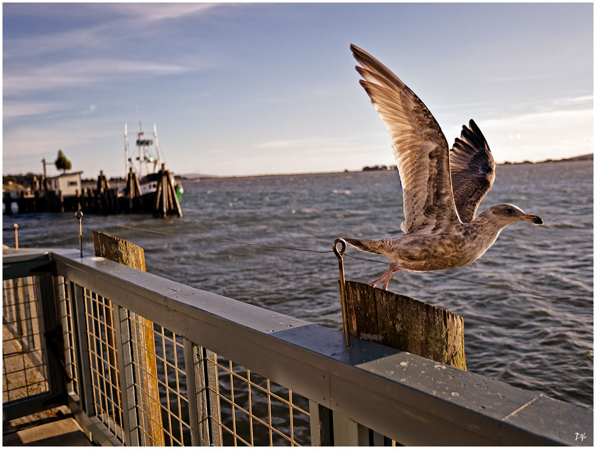 Flight of the seagull