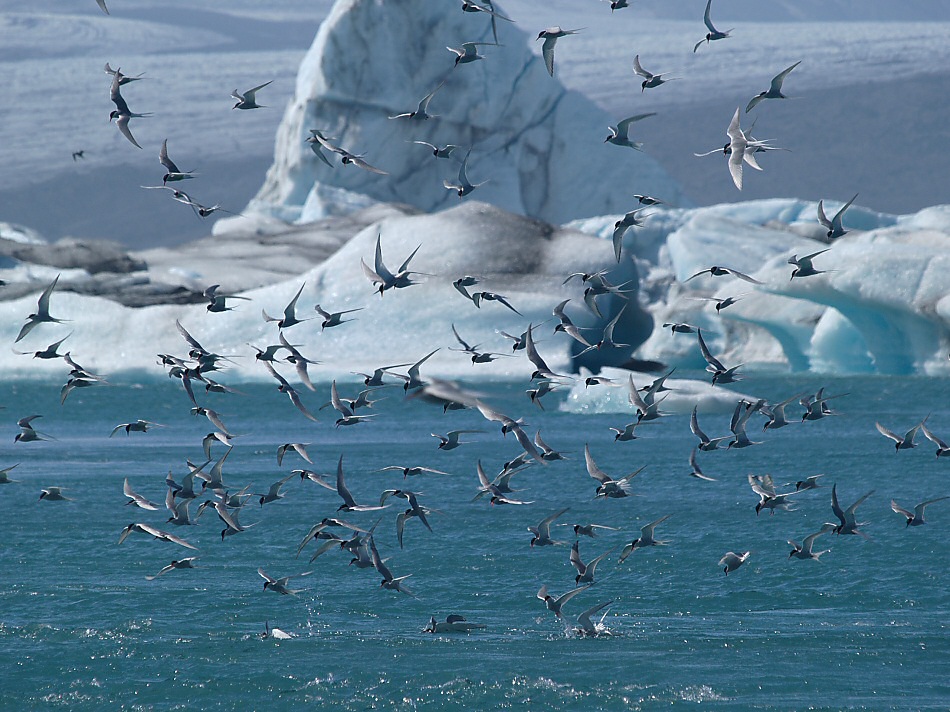 Arctic Terns