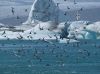 Arctic Terns
