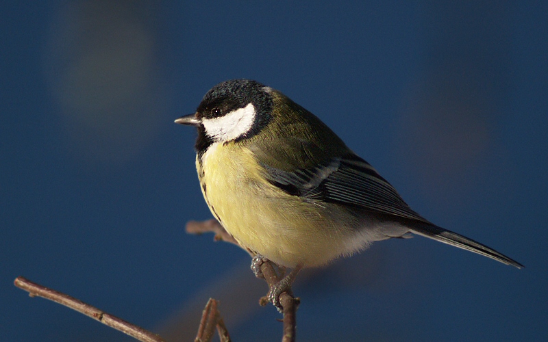 Great tit (Parus major)