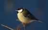 Great tit (Parus major)