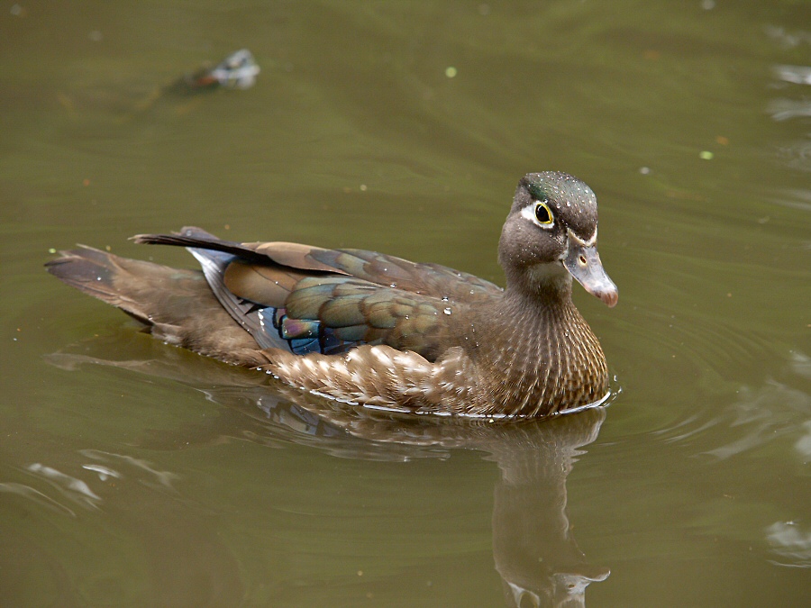 American Wood Duck (female)