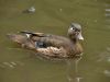 American Wood Duck (female)