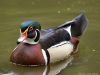 American Wood Duck