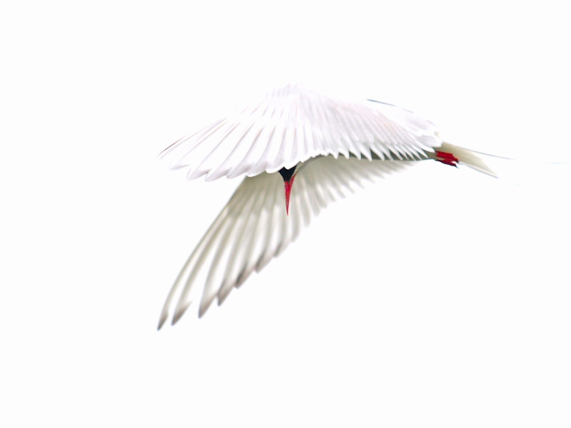 Arctic Tern 1