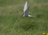 Arctic Tern 2