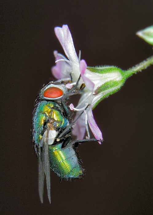 Golden Fly in Tiny Flower