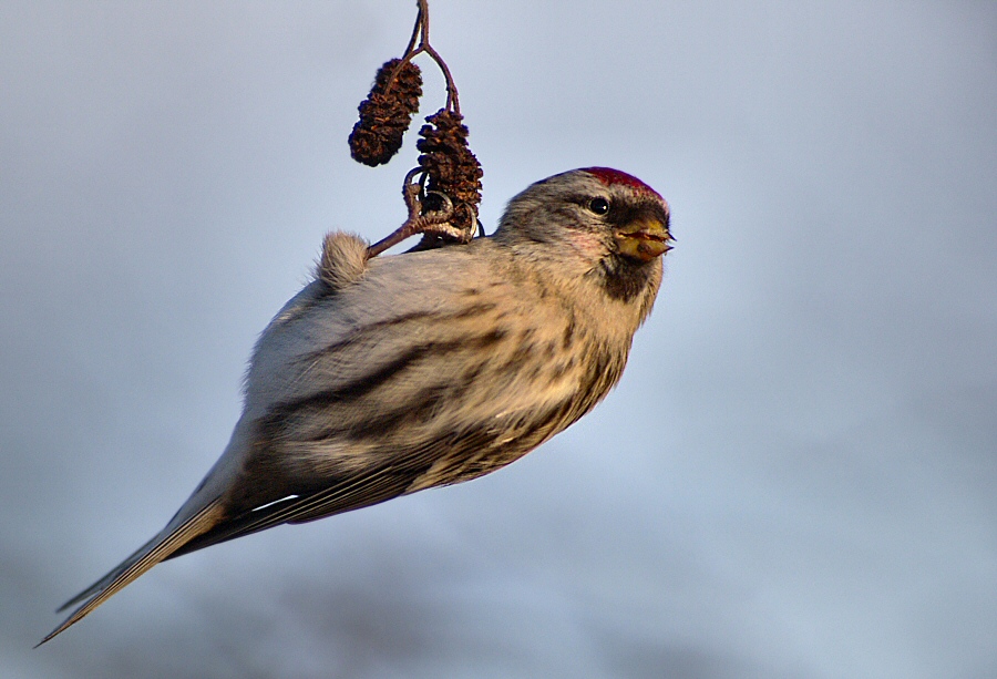 Redpoll look out!