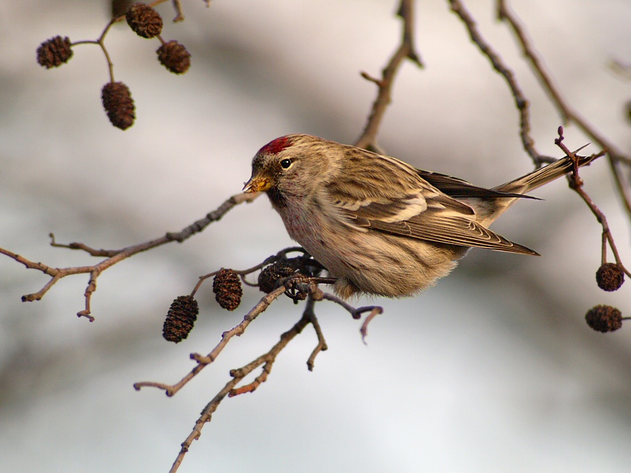 Redpoll