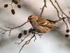 Redpoll
