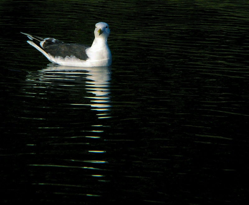Greater black-backed gull