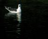 Greater black-backed gull