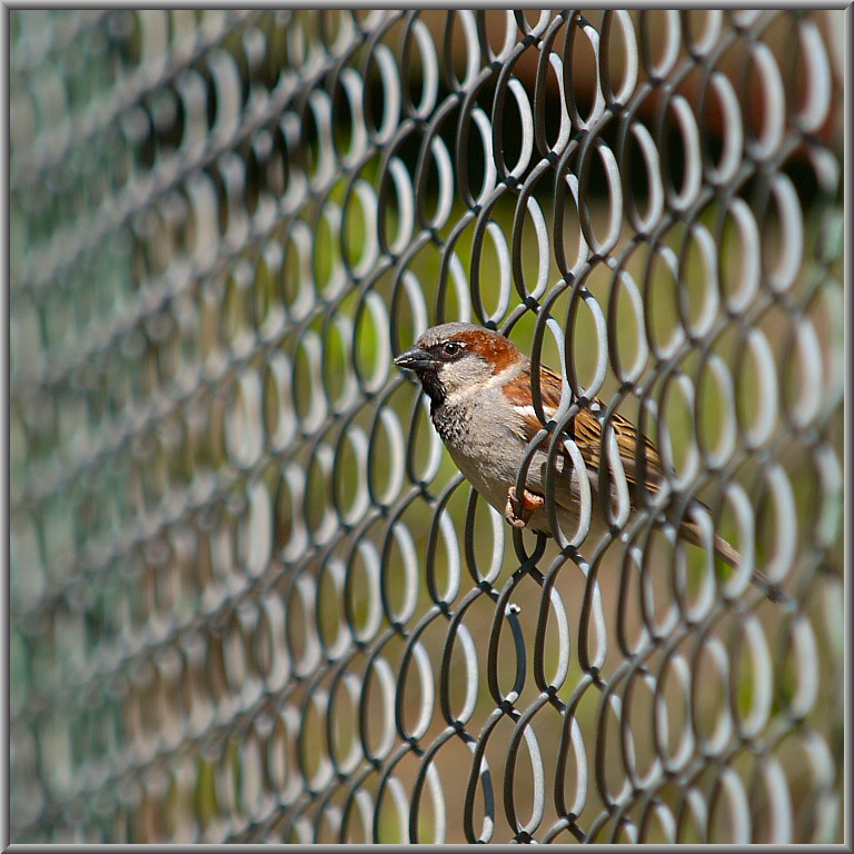 Jailbird
