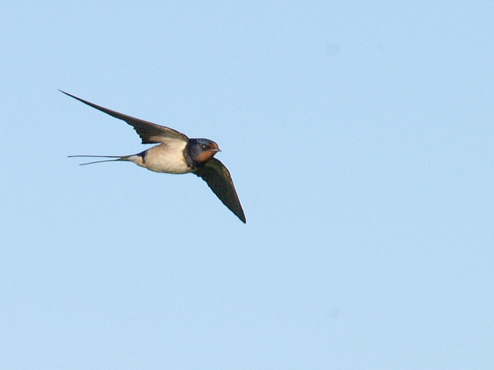 Swallow