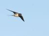 Swallow